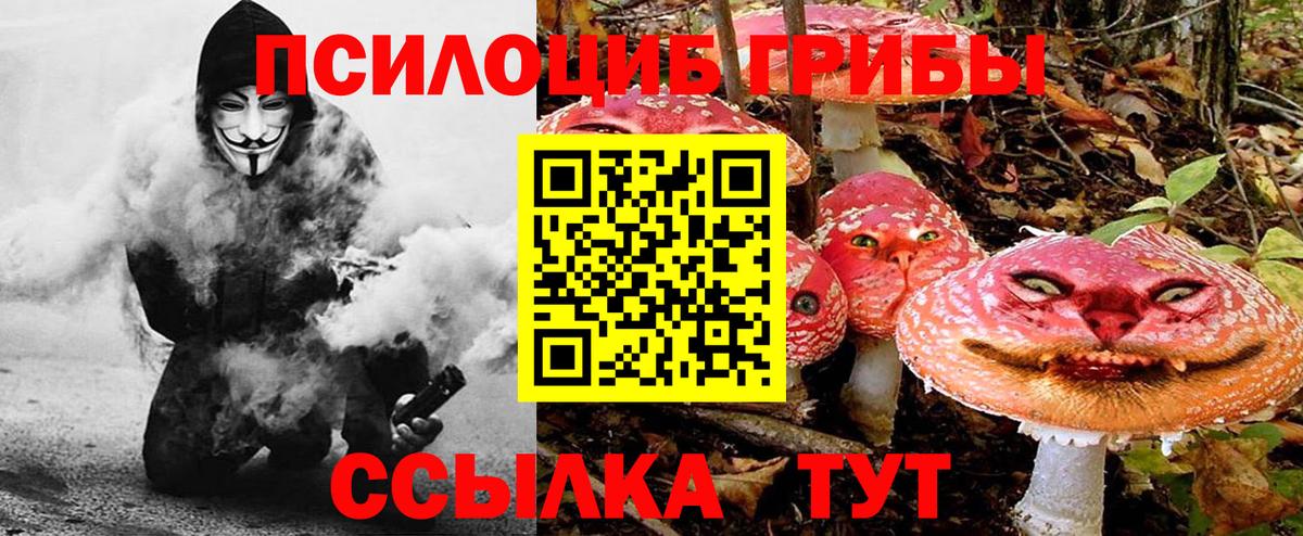 Энгельс  Псилоцибиновые грибы Psilocybine cubensis  Вход с VPN 